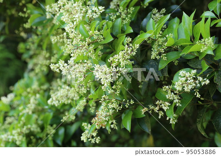 A small white nezumimochi flower that blooms in early summer 95053886