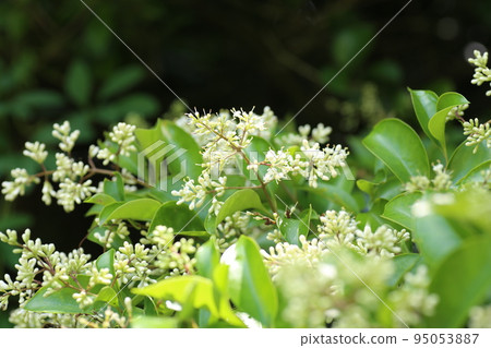 A small white nezumimochi flower that blooms in early summer 95053887