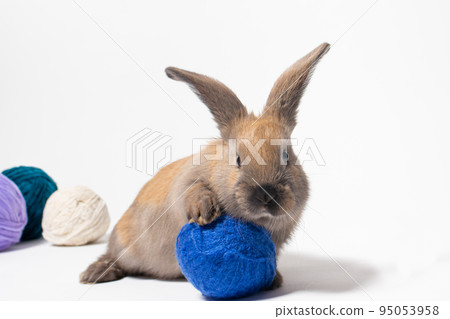 A little funny rabbit plays with a tangle of yarn for knitting. Funny photo 95053958