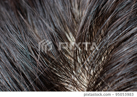 Greasy dirty human hair roots, macro photo. Brunette, dark unpainted hair, washing with shampoo, hair care Greasy dirty human hair roots, macro photo. Brunette, dark unpainted hair, washing with shampoo, hair care 95053983