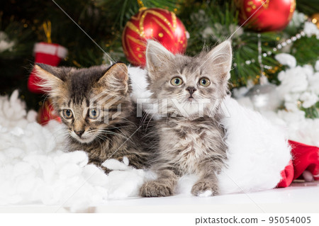 Two Christmas kittens peek out of Santa's hat, look away and prepare for the holiday 95054005