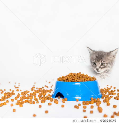 Dry food for kittens and cats - a square card on white with space for text. Balanced food, shop for animals Dry food for kittens and cats - a square card on white with space for text. Balanced food, shop for animals 95054025
