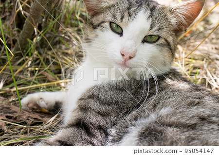 A beautiful white-gray striped street cat is resting in the grass in summer. A beautiful white-gray striped street cat is resting in the grass in summer. 95054147