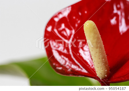 The red heart-shaped anthurium flower is the flamingo flower, Anthurium andreanum, a symbol of male happiness and well-being in the home. Macro close-up in a botanical garden The red heart-shaped anthurium flower is the flamingo flower, Anthurium andreanum, a symbol of male happiness and well-being in the home. Macro close-up in a botanical garden 95054187