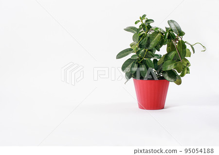 Houseplant jasmine stephanotis does not bloom in a red flower pot on a white background isolate with place for text. Houseplant jasmine stephanotis does not bloom in a red flower pot on a white background isolate with place for text. 95054188