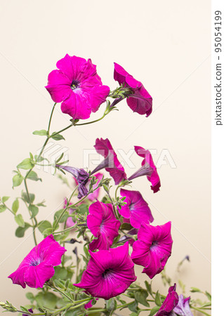 Pink petunia - houseplant on a beige light background, vertical photo 95054199