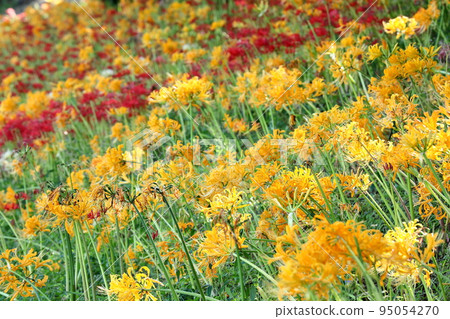 Takatori District, Takahama City, Aichi Prefecture Colorful licorice on the banks of the Hieda River, cluster amaryllis 95054270