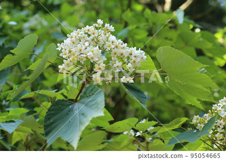 Small white tress flowers that bloom in early summer Small white tress flowers that bloom in early summer 95054665