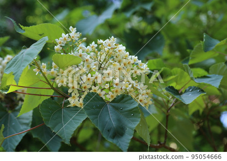Small white tress flowers that bloom in early summer 95054666
