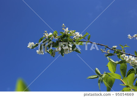 Small white tress flowers that bloom in early summer Small white tress flowers that bloom in early summer 95054669