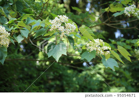 Small white tress flowers that bloom in early summer Small white tress flowers that bloom in early summer 95054671