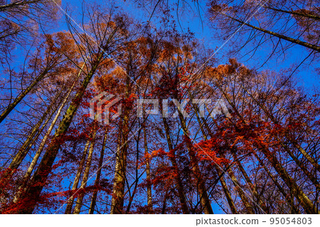 Ikuta Ryokuchi (Kawasaki City, Kanagawa Prefecture) 95054803