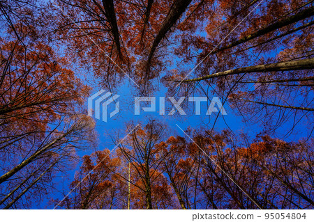 Ikuta Ryokuchi (Kawasaki City, Kanagawa Prefecture) 95054804