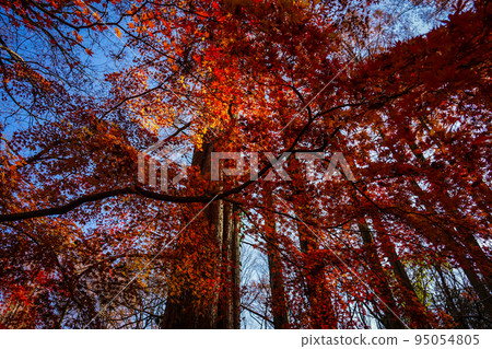 Ikuta Ryokuchi (Kawasaki City, Kanagawa Prefecture) 95054805