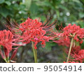 Cluster amaryllis 95054914