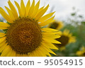 sunflower	 95054915