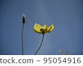 Yellow cosmos 95054916