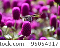 Dragonfly  95054917