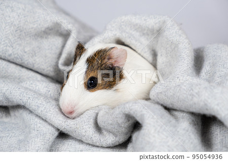A small white guinea pig in a soft gray blanket. Comfort and care for pets rodents 95054936