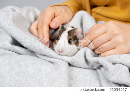 A cute little guinea pig in the hands of a woman in a soft gray blanket. 95054937