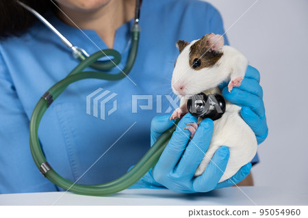 The veterinarian examines the heart and lungs of a guinea pig with a stethoscope. 95054960