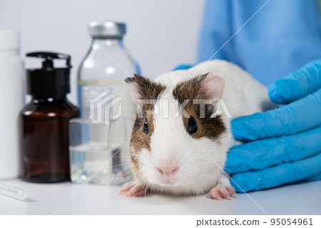 Small white guinea pig at the vet's appointment at the veterinary clinic 95054961
