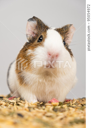 A small guinea pig sits near the feed on a white background. 95054972