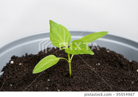 Growing peppers from seeds. Step 7 - the plant grows in a pot. 95054987