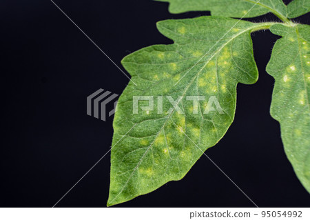 Yellow and white spots on tomato leaves. Plant diseases during the cultivation of vegetables Yellow and white spots on tomato leaves. Plant diseases during the cultivation of vegetables 95054992