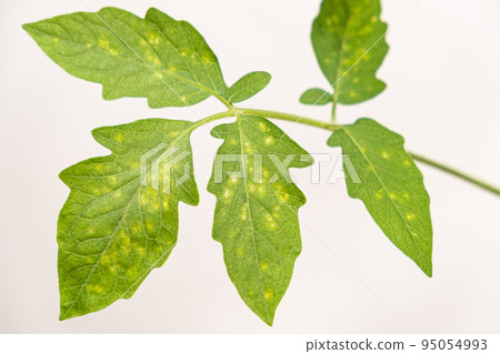 Yellow and white spots on tomato leaves. Plant diseases during the cultivation of vegetables 95054993