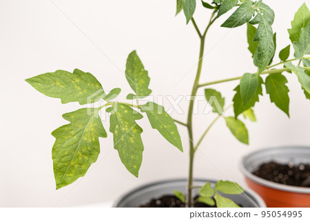 Yellow and white spots on tomato leaves. Plant diseases during the cultivation of vegetables Yellow and white spots on tomato leaves. Plant diseases during the cultivation of vegetables 95054995