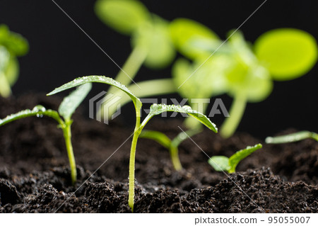 Growing peppers from seeds. Step 5 - the sprout has grown. Growing peppers from seeds. Step 5 - the sprout has grown. 95055007