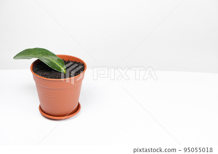 Planted in a pot with earth, the cuttings of the houseplant jasmine stephanotis. Planted in a pot with earth, the cuttings of the houseplant jasmine stephanotis. 95055018
