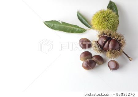 帶車針的大栗子 95055270