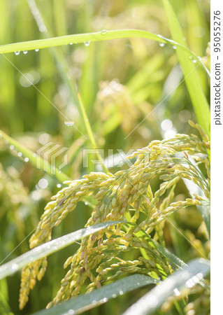 在晨露中發光的水稻植物特寫鏡頭 95055276