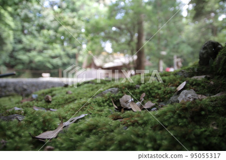 Scenery covered with moss in the shrine garden Scenery covered with moss in the shrine garden 95055317