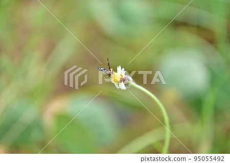 黃鰭 Kanoko 從花中吸食花蜜 001 黃鰭 Kanoko 從花中吸食花蜜 001 95055492