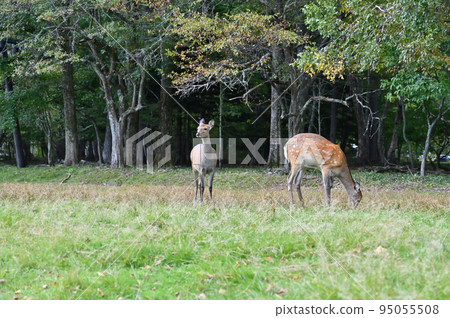 栃木縣日光市野鹿湯本一族湯之湖湖畔廣場 95055508