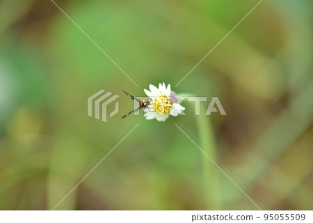 黃鰭金槍魚從花中吸食花蜜 008 95055509