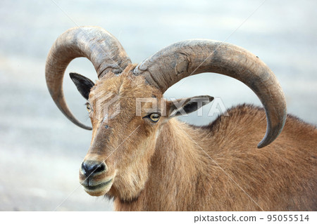 Barbary Sheep with nice horns Barbary Sheep with nice horns 95055514