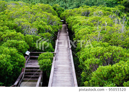 walk in the mangroves 95055520