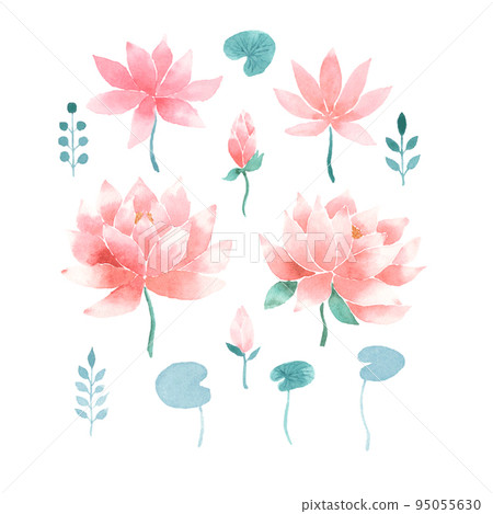 Watercolor pink lotus flowers 95055630