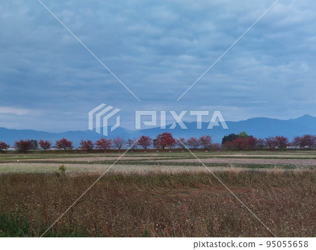 即將收割的蕎麥田和日落收割後的稻田 95055658