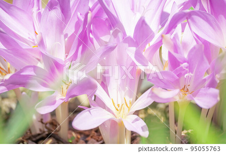 Canine saffron 95055763