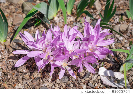 dog saffron blooming in the garden dog saffron blooming in the garden 95055764