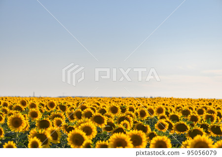 Beautiful sunflowers in the field natural background, Sunflower blooming Beautiful sunflowers in the field natural background, Sunflower blooming 95056079