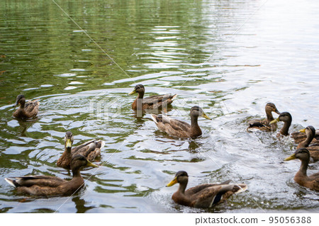 Ducks enjoying pond life during an overcast day Ducks enjoying pond life during an overcast day 95056388