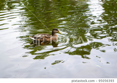 Ducks enjoying pond life during an overcast day Ducks enjoying pond life during an overcast day 95056393