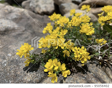 早真山盛開的南部犬擬南芥 早真山盛開的南部犬擬南芥 95056402