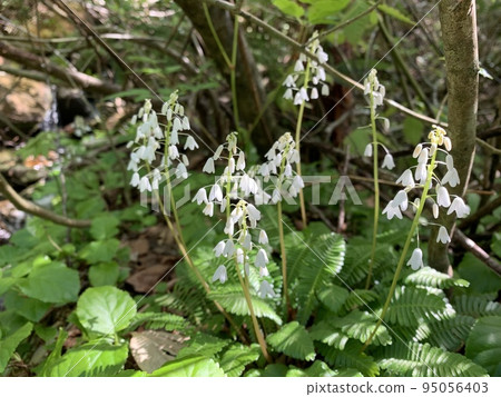 早琴山上盛開的紅背草 早琴山上盛開的紅背草 95056403